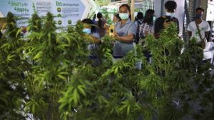 Thailand Bakal Bagi-bagi 1 Juta Pohon Ganja ke Rumah-rumah CNN Indonesia Kamis, 12 Mei 2022 17:21 WIB