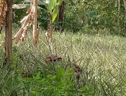 Masyarakat  Desa Lendang Nangka Utara Dusun Gawah Malang Kec.Masbagik Mengeluh Akibat Harga Pupuk Yang  Mahal.