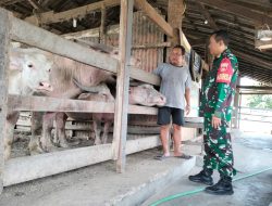 Ada Apa Babinsa Baluwarti Menyambangi Pawang Kerbau di Keraton Solo, Ternyata Ini Alasannya*