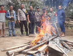 *Tim Gabungan Polsek Gandeng Koramil Sepauk Tertiban Perjudian Sabung Yang Berada di Desa Sukau Bersatu*