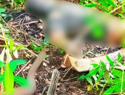 5 Hari Hilang, Pria Asal Kecamatan Kubu Hilang Lima Hari  Ditemukan Tewas Membusuk di Kebun Sawit