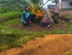 Amaq Lebih Seorang Petani Pernah di Cap Gila Tanami Ladanhnya Dengan Pohon Kurma.