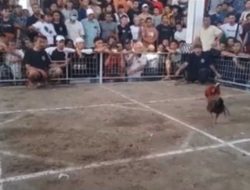3 Ketua LSM  Minta  Kapolda NTB  Dan Kapolresta Mataram Segera Menutup Arena Perjudian Sabung Ayam Dan Bola Adil DiKota Mataram  Dan Lobar.